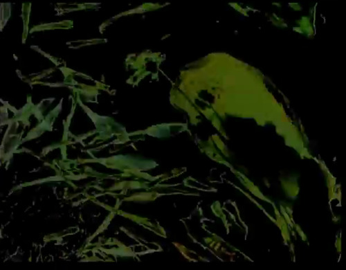 Stan Brakhage, stills from The Garden of Earthly Delights, 1981