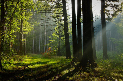 cuiledhwenofthegreenforest:  Misty forest by adypetrisor