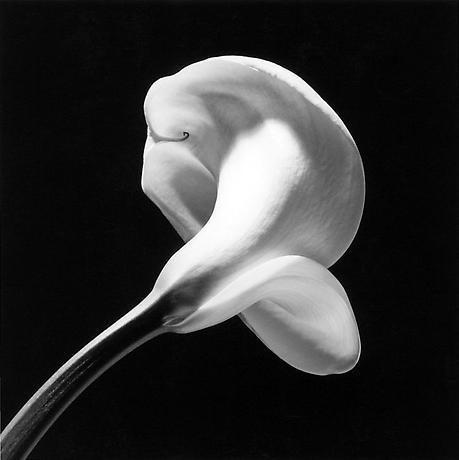 fragrantblossoms:   Robert Mapplethorpe, Calla Lily, 1987 /Calla Lily, 1984.    