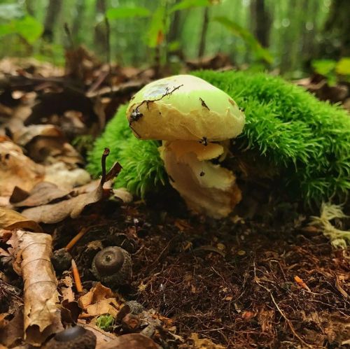 Amanita citrina #amanita #amanitacitrina #amanitecitrine #mushroom #champignon #forest #woods #into