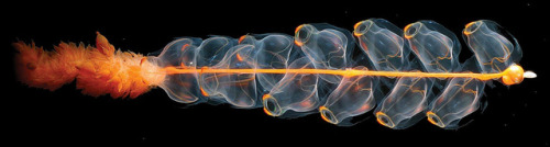 Siphonophore | ©Kevin Raskoff/Hidden Ocean Expedition 2005/NOAA/OAR/OER A magnificent siphonophore (