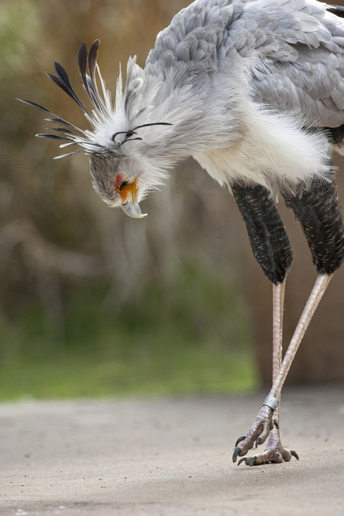 sdzsafaripark:Do you know how the world’s tallest raptor, the secretary bird, got its name? Fi