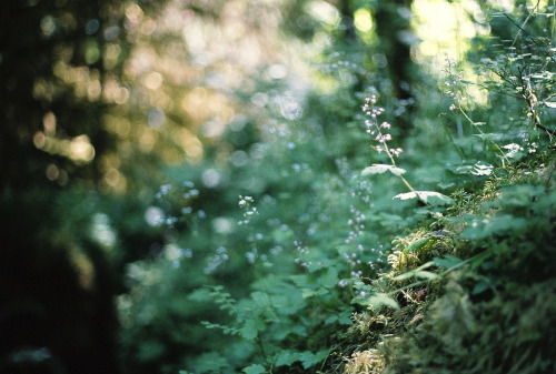 natureac:Take The 52 Week Photo Challenge or Check Out DSLR cameras here