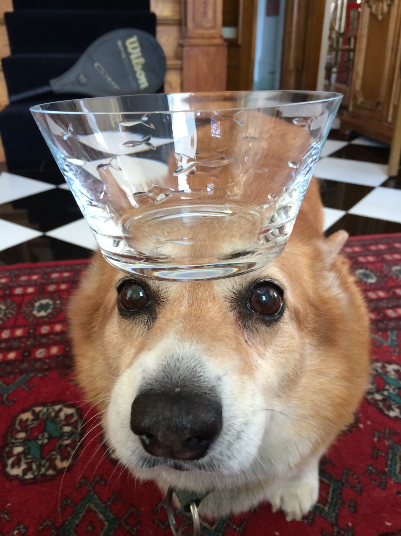 thingsonhazelshead:  Little crown, big crown.