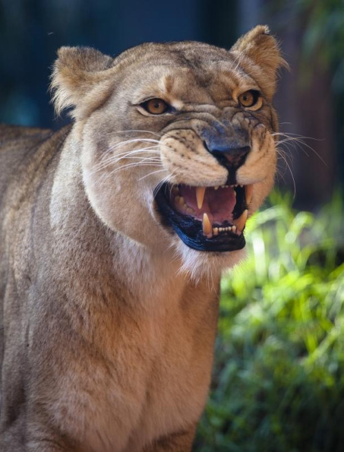 funkysafari:Lioness by andy_tyler