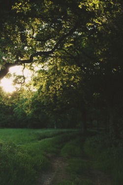 south-england:  Sunlit tree »» Thomas Hanks