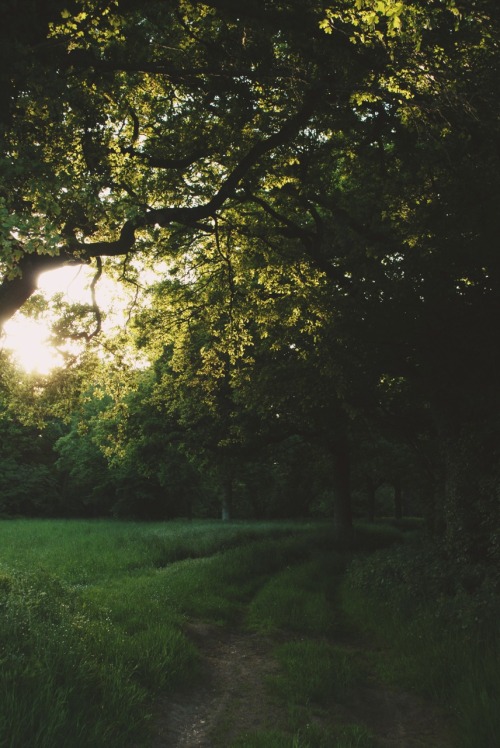 south-england:  Sunlit tree »» Thomas Hanks