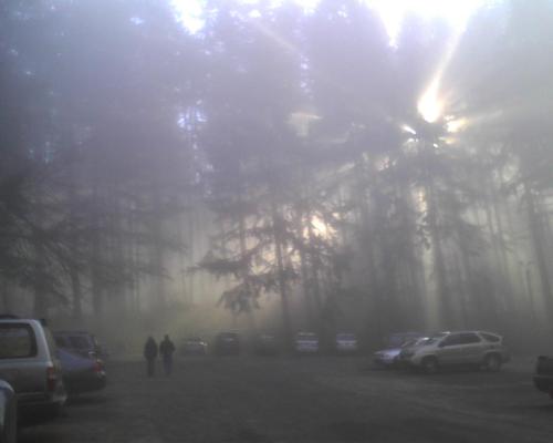 paleliars:foggy bloggy ☹xo