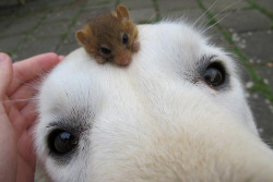 orlandobloomers:  animals-riding-animals:  hamster riding dog  this guy looks like he belongs there he fits so well in that little weird dog head notch  