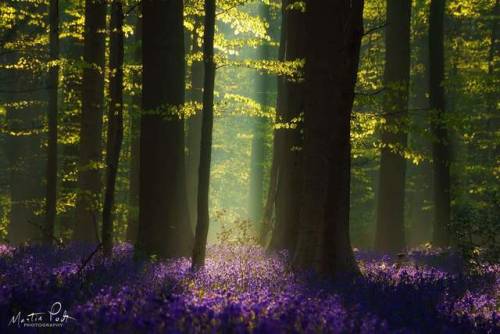 ladymantheniel:By Martin Podt