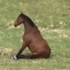 hystericallcowboy