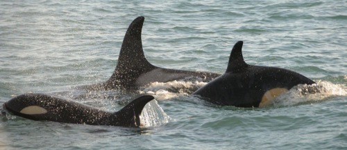 alaskan-orca: NGOS recently posted these new photos of AE pod and gave a nice update on the whales. 