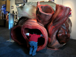 sixpenceee:  The following is a life-size model of the massive heart of a blue whale. It was in exhibit at the LWL museum in 2013. The model was designed to be crawled through and contains a sound system which enables people to hear and feel the whale’s