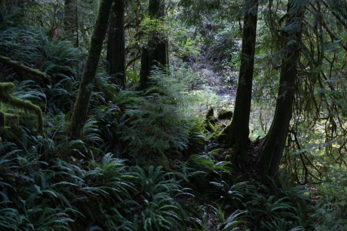 frommylimitedtravels:More wanderings from the land of ferns and moss.Still no Bigfoot sightings, tho