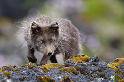 spirit-of-avalon:  Arctic Fox (Vulpes lagopus fuliginosus) by Gudmann on Flickr. 