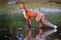 beautiful-wildlife:  Walking on Water by Tom