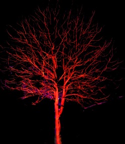 storiosities: Red Tree
