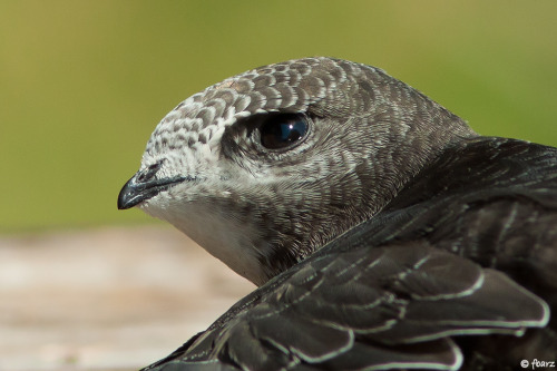 Common Swift (Apus apus) &gt;&gt;by Fred