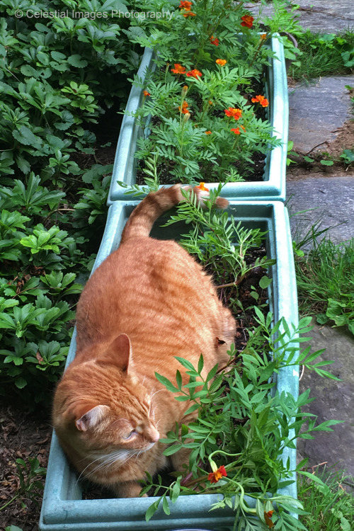 mischiefandmay: I didn’t much like those marigolds anyway.