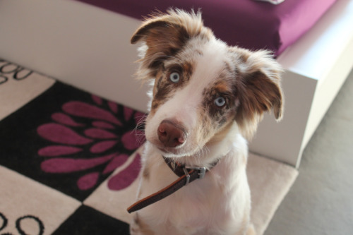 frodotheaussie:  Frodo’s being a cutie patootie 