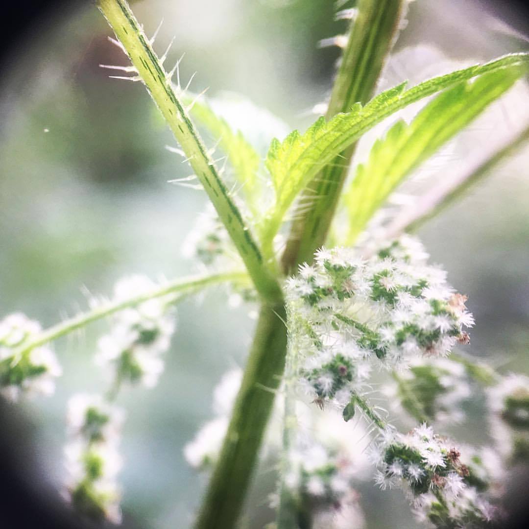 Stinging Nettles (Urtica dioica) have non-stinging and stinging hairs, the later of which are called trichomes. Trichome tips break off when touched and inject a bunch of chemicals into your skin, which is why we called it seven-minute itch when I...