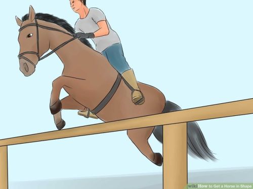 craigslisthorses:wikihow pictures crack me the fuck up