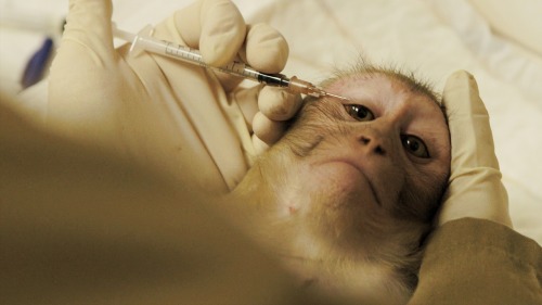 We gained rare access to Europe’s largest monkey lab.This is what we saw.