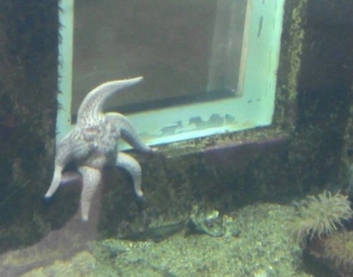 When you’re a starfish but you have problems…