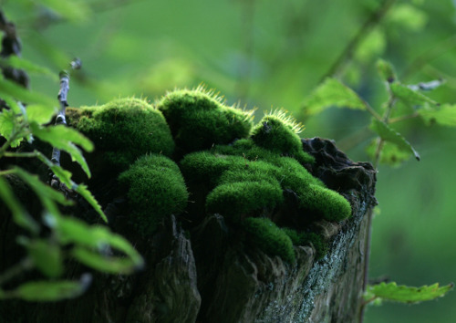 paganroots:  Flausch by tsigane