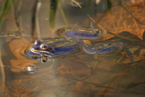 celestialmacros:Early songs of SpringWood Frogs (Lithobates sylvaticus)February 23 and March 3, 2022