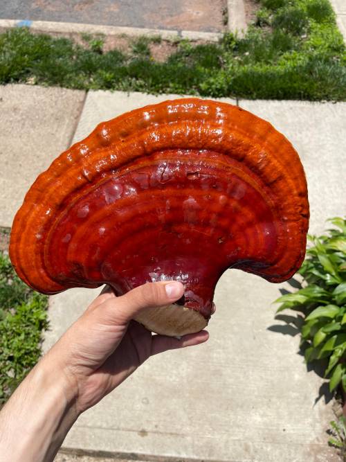 Ganoderma tsugae