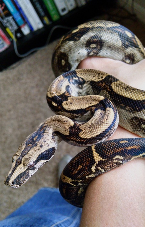 sleepysnakes:almightyshadowchan:Jambi, 2015 Peruvian Long Tailed boa (Boa c. longicauda):V