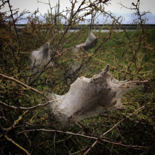 Brown tail caterpillars (?) in a hedge #catepillar #lepidoptera #moth #insects #wildlife #wildlifeph