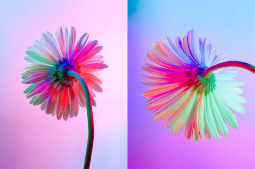 escapekit:  Neon Flowers Paris-based designer Claire Boscher shares beautiful images of neon flowers as part of photographic research she did on the theme of colourful flowers for a collaboration with Huawei. Claire chose to worked only with white flowers