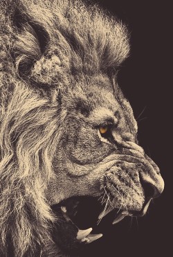 svpr3macy:  Roaring Lion | Source 