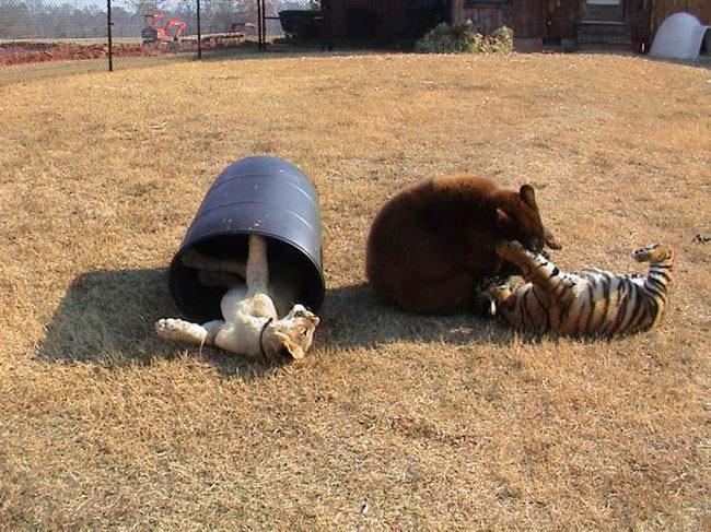 catsbeaversandducks:  Lion, Tiger And Bear Raised Together After Rescue From Drug