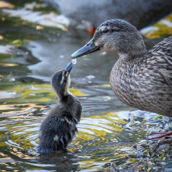 radivs:  Goutte d'eau by Patrick Thuillier