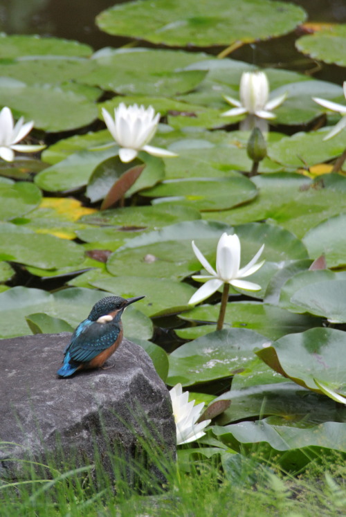 06.11.2013 本土寺。