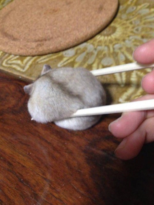 babyanimalgifs:  oh my god