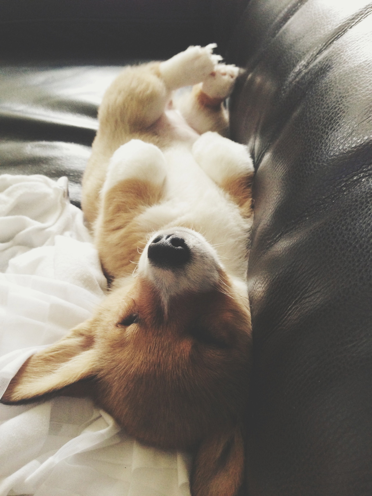 Sleepy corgi