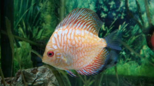 herps-and-derps:@what-the-fiish the discus i work with. Cuz i know you like em