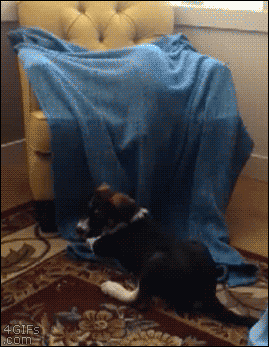 4gifs:  Cat Ops. [video]
