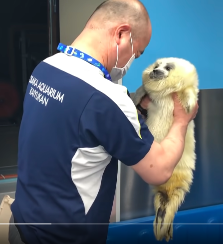 malachte:im obsessed with how this baby seal at an aquarium looks when its picked up