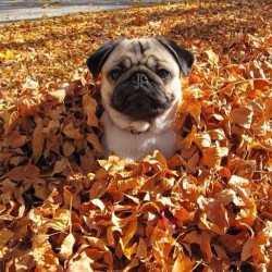 toaster-strudel-changes-lives:  It’s October.