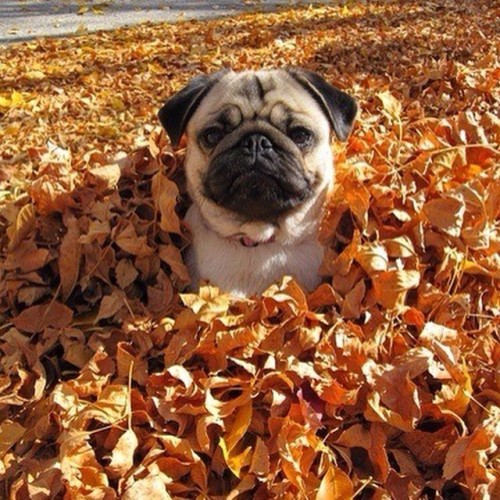 toaster-strudel-changes-lives:  It’s October. Eat a pumpkin.