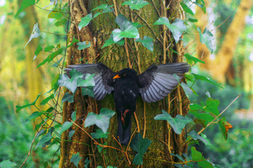 artofmaquenda:    “In order to see birds it is necessary to become a part of the silence.” ― Robert Lynd    