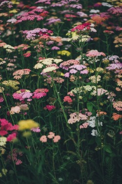 drxgonfly: (by Annie Spratt)