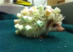 awwww-cute:  Marshmallows