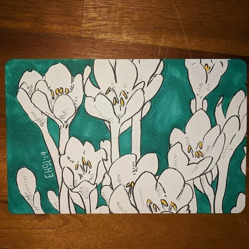 Inktober 4 - Autumn Crocus. I really love crocus and think they look so good bunched together.  #flo
