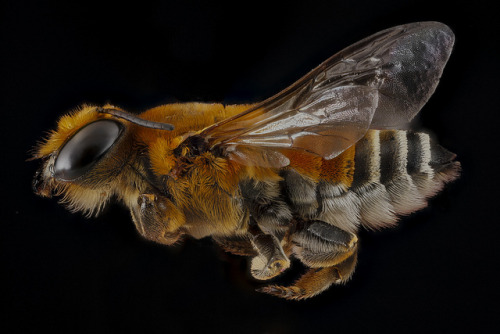 foxmouth:Portraits of Bees2013Sam Droege